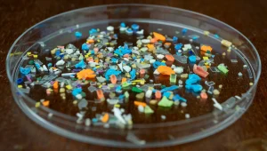 Microplastics particles of various colors collected in a petri dish
