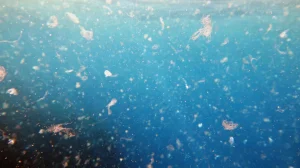 Microscopic plastic particles suspended in blue ocean water